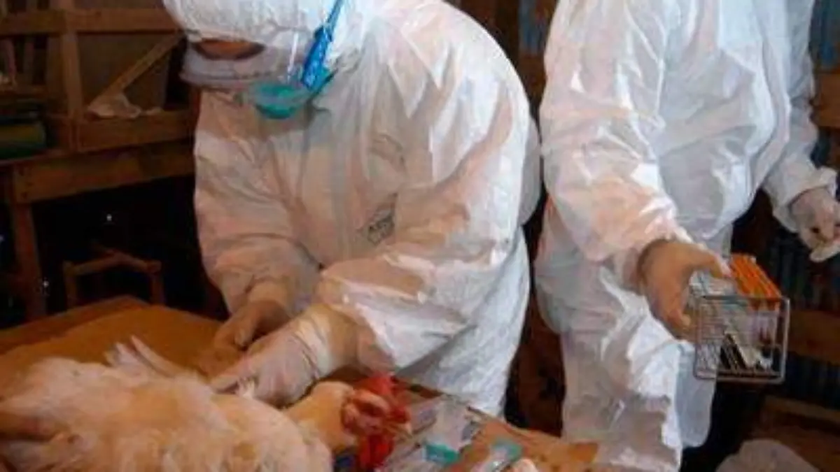 15 WEB Brota influenza aviar H5N6 en plena crisis de Coronavirus